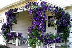 purple flowers growing on the side of a white house