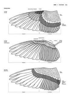 two diagrams showing the wing structure and wingspans of an eagle