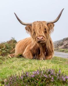 an animal with long hair laying down in the grass on a hill side next to some purple flowers