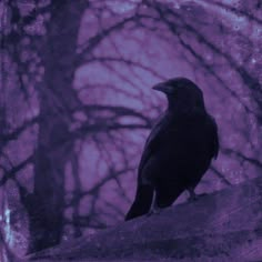 a black bird sitting on top of a tree branch in front of a purple sky