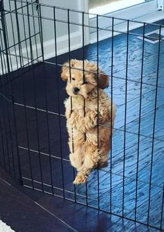 a dog in a cage looking through it's bars with water on the floor