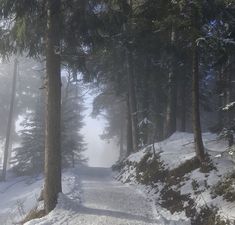 a snow covered path in the woods on a foggy day