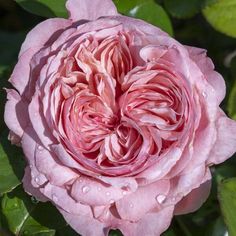 a pink flower with water droplets on it