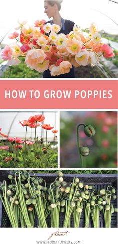 how to grow poppies in the greenhouse with text overlay that reads, how to grow poppies