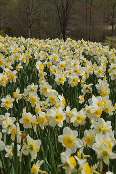 a field full of yellow and white flowers in the middle of it's blooming season