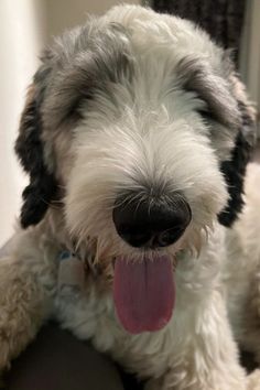 a white and black dog with its tongue hanging out