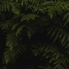 green leaves are growing on the side of a tree in front of a dark background