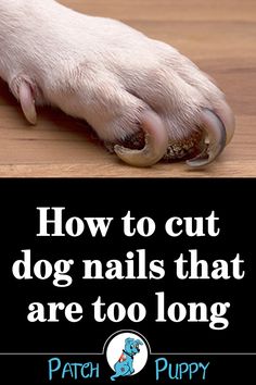 a dog's paw with the words how to cut dog nails that are too long