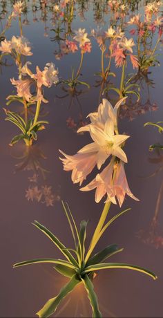 flowers are floating in the water near some grass and other plants with long stems sticking out of them