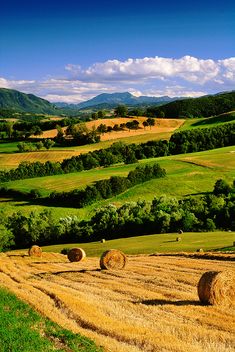 bales of hay in a field with rolling hills and trees on the other side