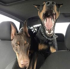 two dogs sitting in the back seat of a car with their mouths open and one has its mouth open