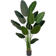 a potted plant with large green leaves in it's center, on a white background