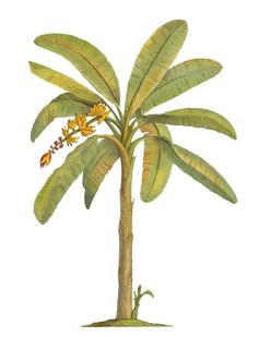 a drawing of a banana tree with yellow flowers on it's branches and leaves