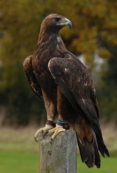 a large brown bird sitting on top of a wooden post next to a lush green field