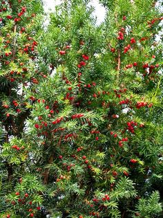 red berries are growing on the branches of a tree