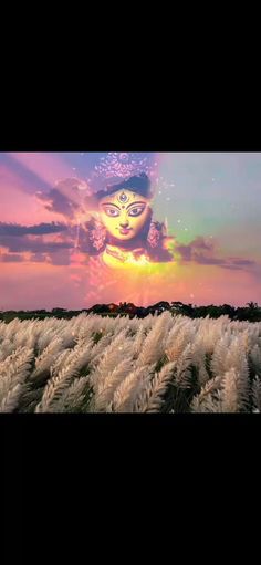 an image of a cat that is in the sky above some tall grass at sunset