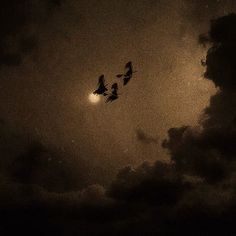 three birds flying in the sky at night