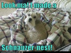 a white dog laying on top of a bed covered in plaid blankets and text that reads, look what i made a schnauzer - nest