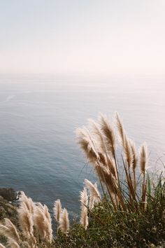 some tall grass by the ocean and water with no one in it or someone else