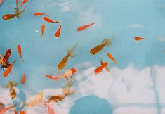 there are many goldfish in the water and one is looking at it's reflection