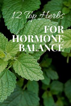 12 Top Herbs for Hormone Balance Herbs That Balance Hormones, Natural Remedies For Hormonal Imbalance, Hormone Balance Herbs, Balancing Androgen Hormones, Herbal Hormone Balance, Hormone Balancing Tea Herbs, Herbs To Balance Female Hormones, Herbs For Ovarian Health, Herbs For Mood Swings