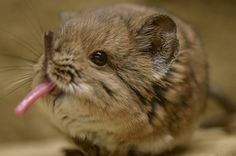 a small hamster with its tongue hanging out and it's mouth wide open