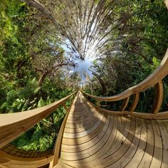 a wooden walkway in the middle of trees and bushes, looking up into the sky