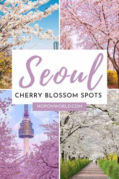 the cherry blossom spots in seoul with text overlay that reads seoul cherry blossom spots