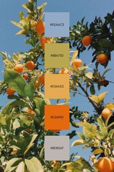 an orange tree with several shades of oranges on it and the sky in the background