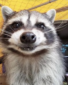 a raccoon is looking at the camera while standing in front of a yellow net