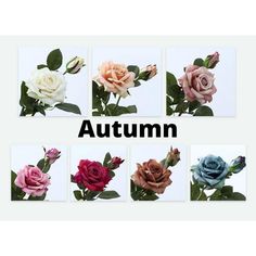 four different colored roses with the words autumn written below them in black and white letters