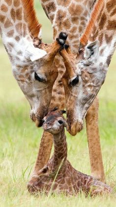 Newborn Giraffe, Giraffe Wallpaper, Giraffe Cake, Giraffe Images, Giraffe Painting, Wildlife Photographer, Animal Facts, Project Manager