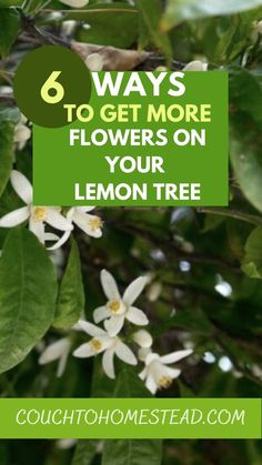 lemon tree with white flowers and green leaves text reads 6 ways to get more flowers on your lemon tree