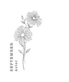 a drawing of two daisies on a white background with the words asterber above it