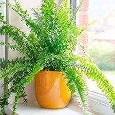 a potted plant sitting on top of a window sill