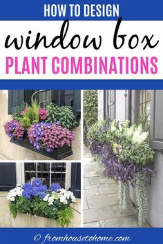 How To Design Window Box Plant Combinations Planter Boxes Flowers, Flower Combinations, Impatiens Plant, Window Box Plants, Window Box Garden, Summer Window, Window Box Flowers, Cascading Flowers, Window Planters