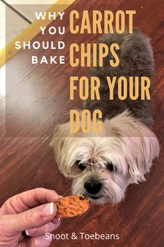 a person feeding a dog some food on the floor with text overlay that reads why you cannot't bake chips for your dog