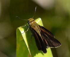 a brown and black moth sitting on top of a green leaf