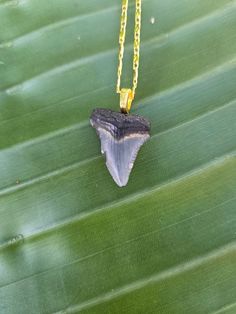 Hand picked prehistoric Small Juvenile Posterior Megalodon Tooth made onto an 18 inch 18k gold plated necklace. Tooth size is 1 inch long. Gold Arrowhead Necklace Gift, Gold Arrowhead Necklace As A Gift, Gold Arrowhead Necklace For Gift, Gold Arrowhead Jewelry Gift, Gold Arrowhead Jewelry For Gift, Gold Untreated Jewelry As A Gift, Megalodon Shark, Megalodon Tooth, 18k Gold Necklace