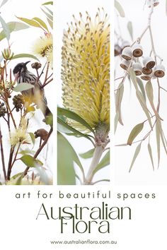 the australian flora is featured in this postcard for art for beautiful spaces, including trees and flowers