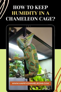 How To Keep Humidity in a Chameleon Cage? Karma Chameleon, Reptile Enclosure, Chameleons, Healthy And Happy, Lizards, Exotic Pets