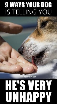 Dog Boredom, Dog Body Language, Dog Training Treats, Dog Language, Calm Dogs, Best Dog Training