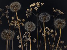 several dandelions are shown against a black background