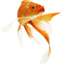 an orange and white fish is swimming in the water