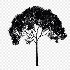 a black and white silhouette of a tree with no leaves on it, transparent background