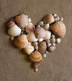 several seashells arranged in the shape of a heart