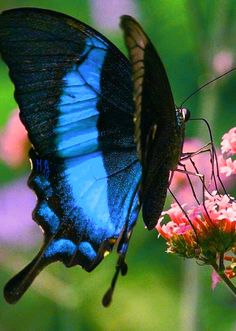 two butterflies are sitting on some pink flowers