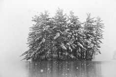 the snow is falling and trees are in the water