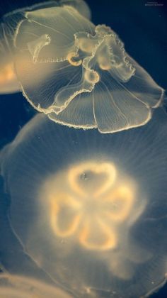 two jellyfish swimming in the water together