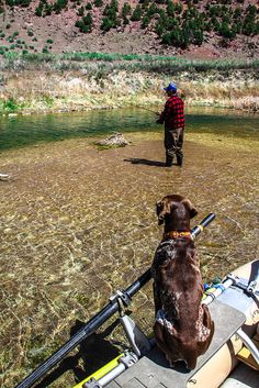 a dog sitting on the back of a boat next to a man